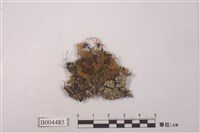 藏品(地衣)的圖片